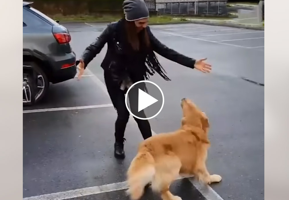[Vidéo] La vidéo de chiens trop joyeux qui rendent la vie plus belle