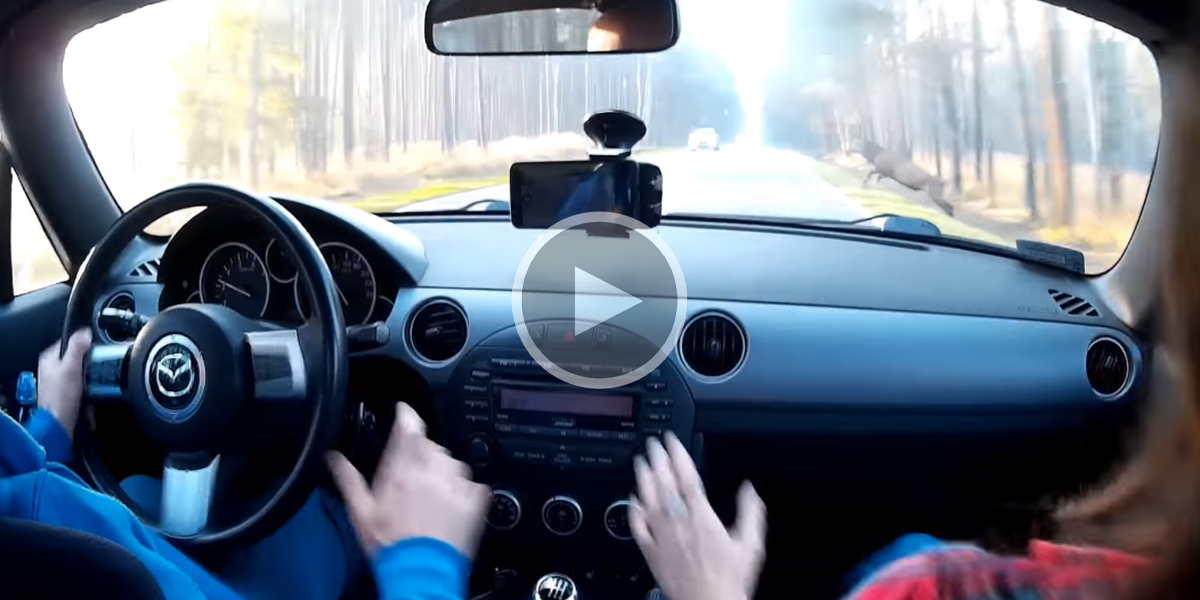 [Vidéo] L’impressionnant choc frontal d’une voiture qui percute un cerf vu de l’intérieur