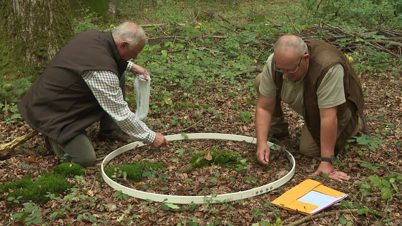 Somme : les chasseurs comptent les glands pour anticiper les futurs dégâts de sanglier