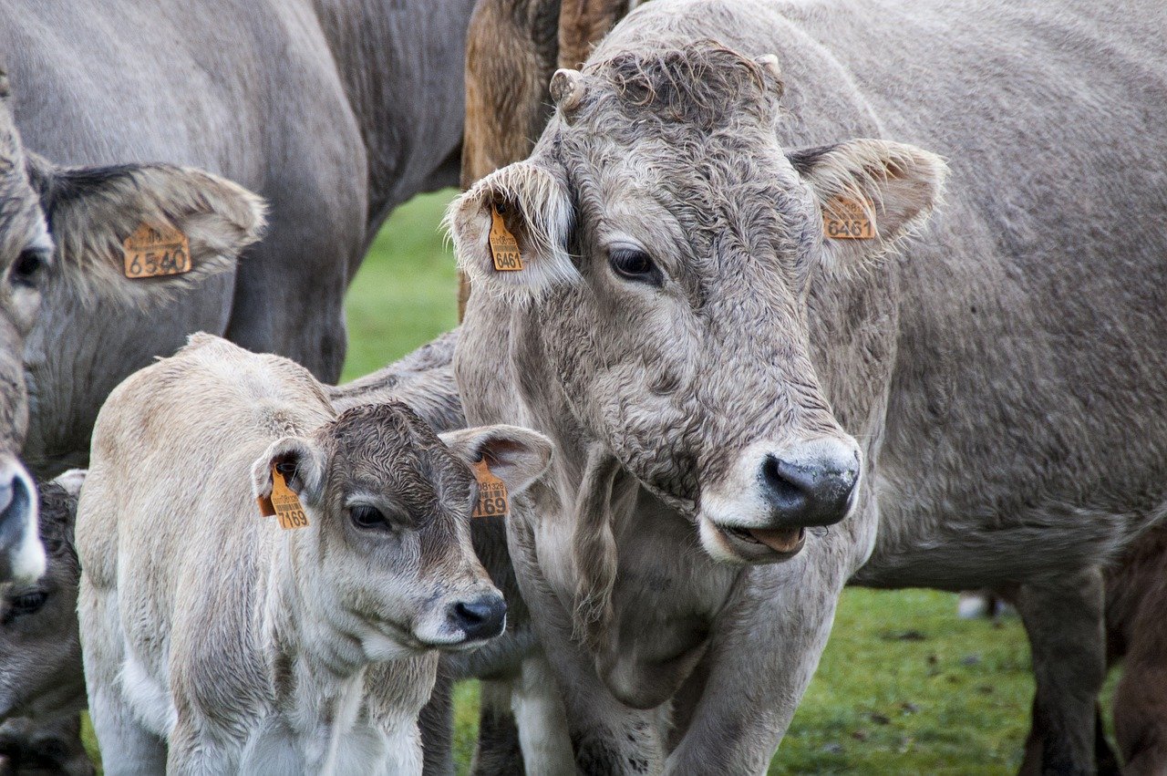 Réduction d’impôts terminée pour les association animalistes qui s’attaquent aux professionnels de la viande
