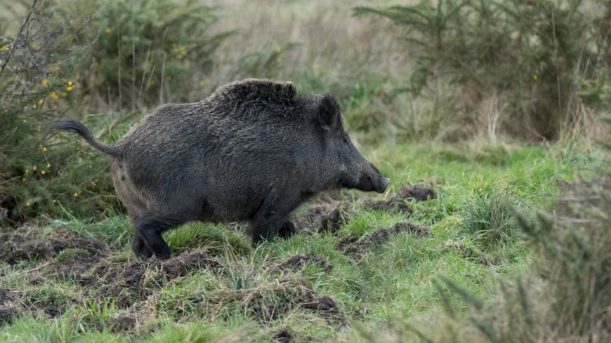 Un sanglier pénètre dans un jardin et blesse deux chiens dans une zone d’habitations