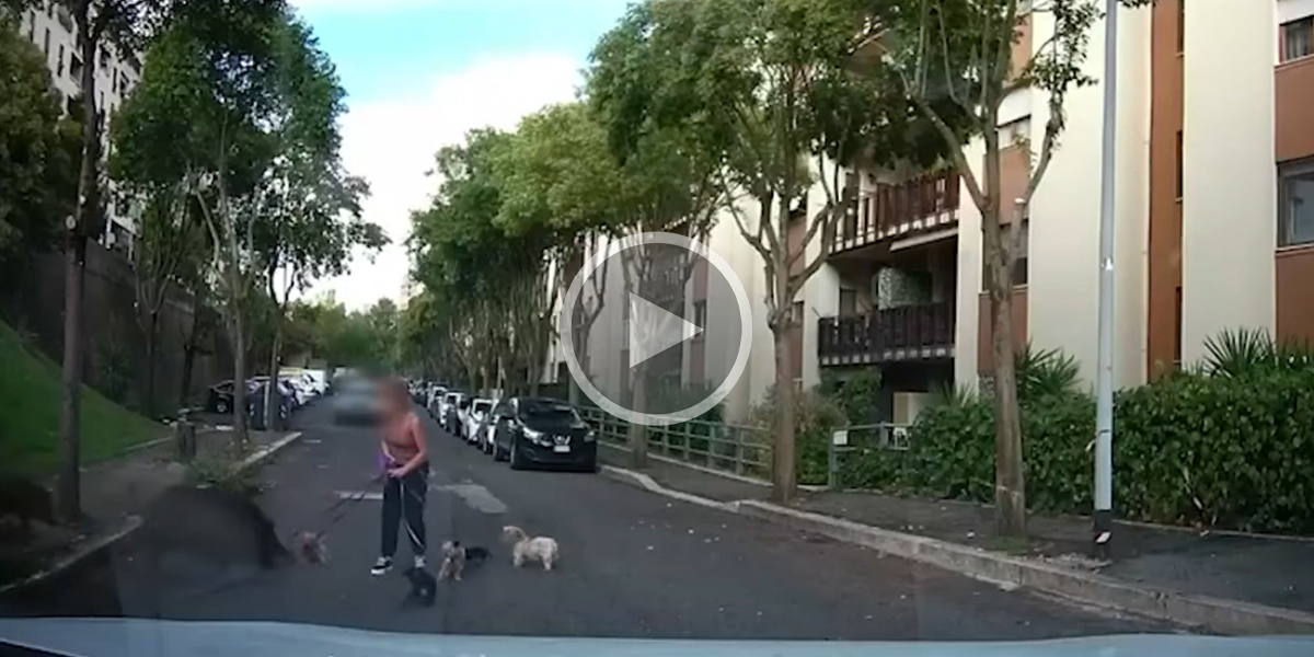[Vidéo] Un sanglier charge violemment une femme qui promène ses chiens