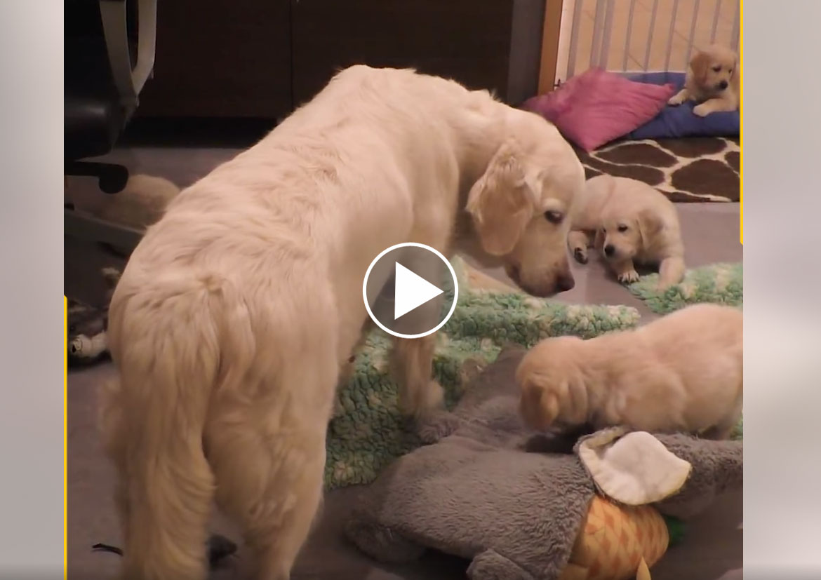 [Vidéo] Une maman Golden fait régner l’ordre dans son parc