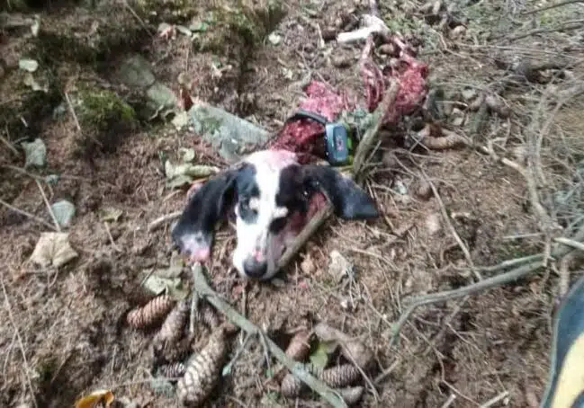 Un loup tue et mange un chien de chasse en Haute-Savoie