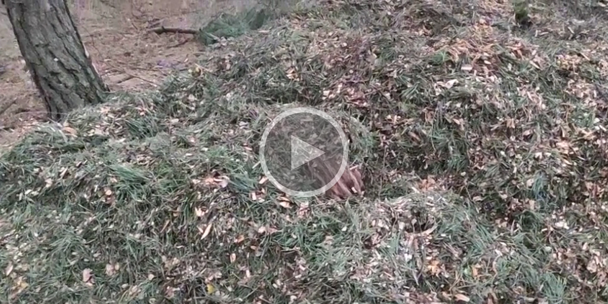 [Vidéo] Un marcassin bien caché dans un tas d’herbes et de feuilles