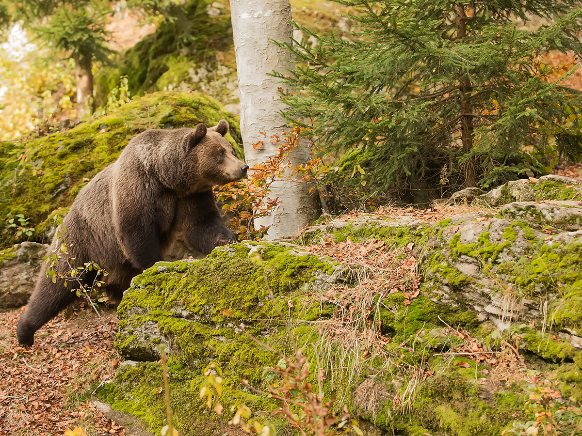 Paris : réunion exceptionnelle au sujet de l’ours en Ariège