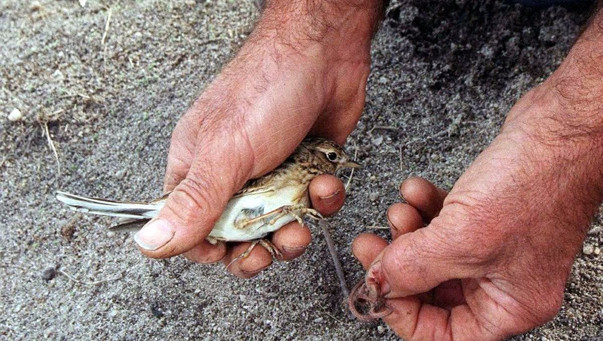 ⚠️ Chasses traditionnelles : parution des arrêtés relatifs à la chasse de l’alouette aux pantes et à la matole