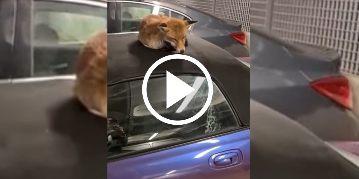 [Vidéo] Un homme trouve un renard endormi sur le toit de sa voiture