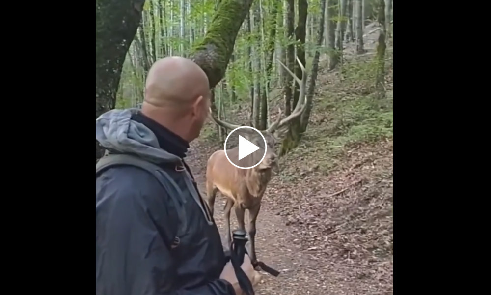[Vidéo] 2 promeneurs croisent un cerf sur leur route