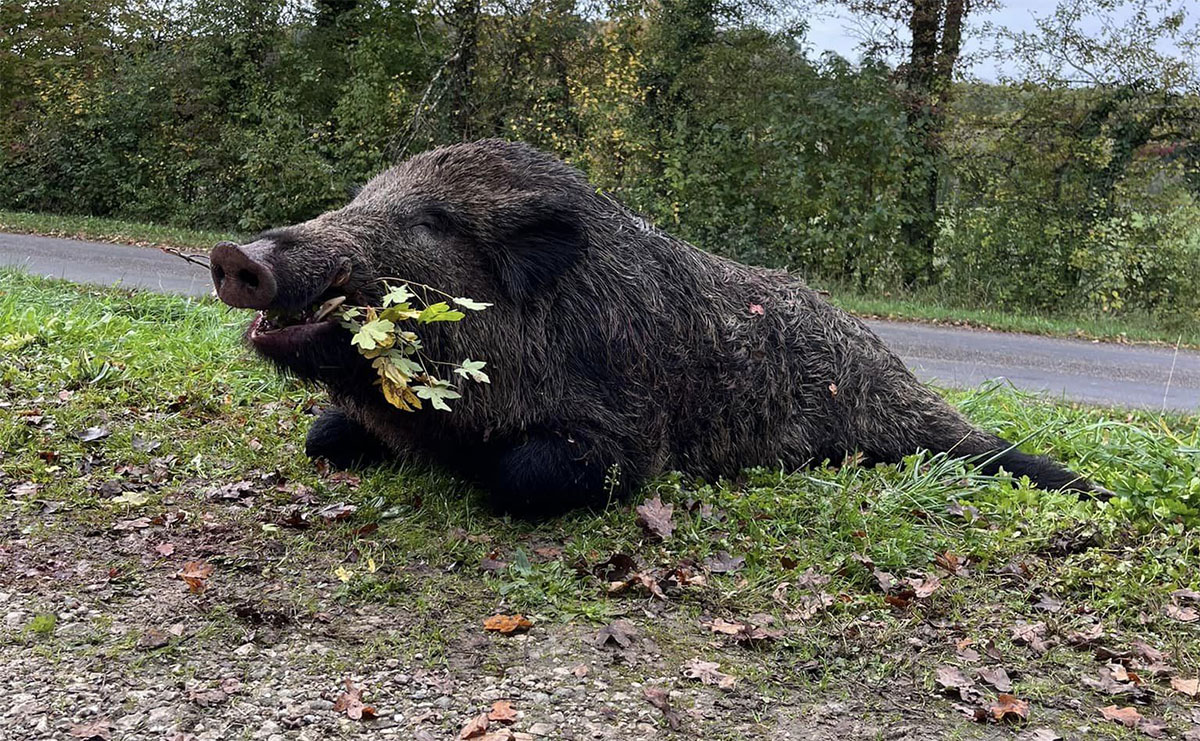 Body Bébé Fille Sanglier - Digne Héritière · Traqueur Chasse