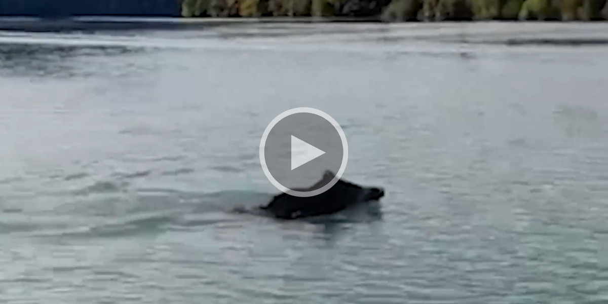 [Vidéo] Des pêcheurs croisent un gros sanglier au milieu d’un lac