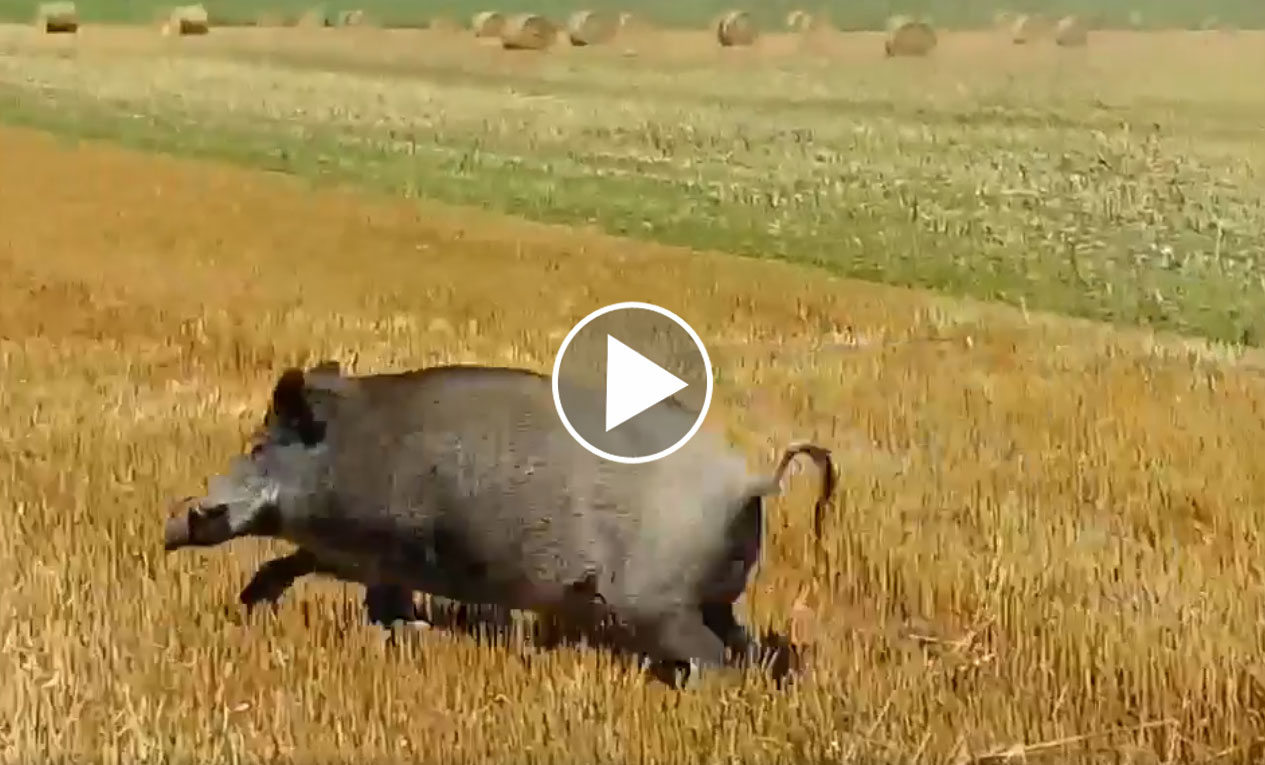 [Video] Un sanglier impressionnant déboule en plein champ