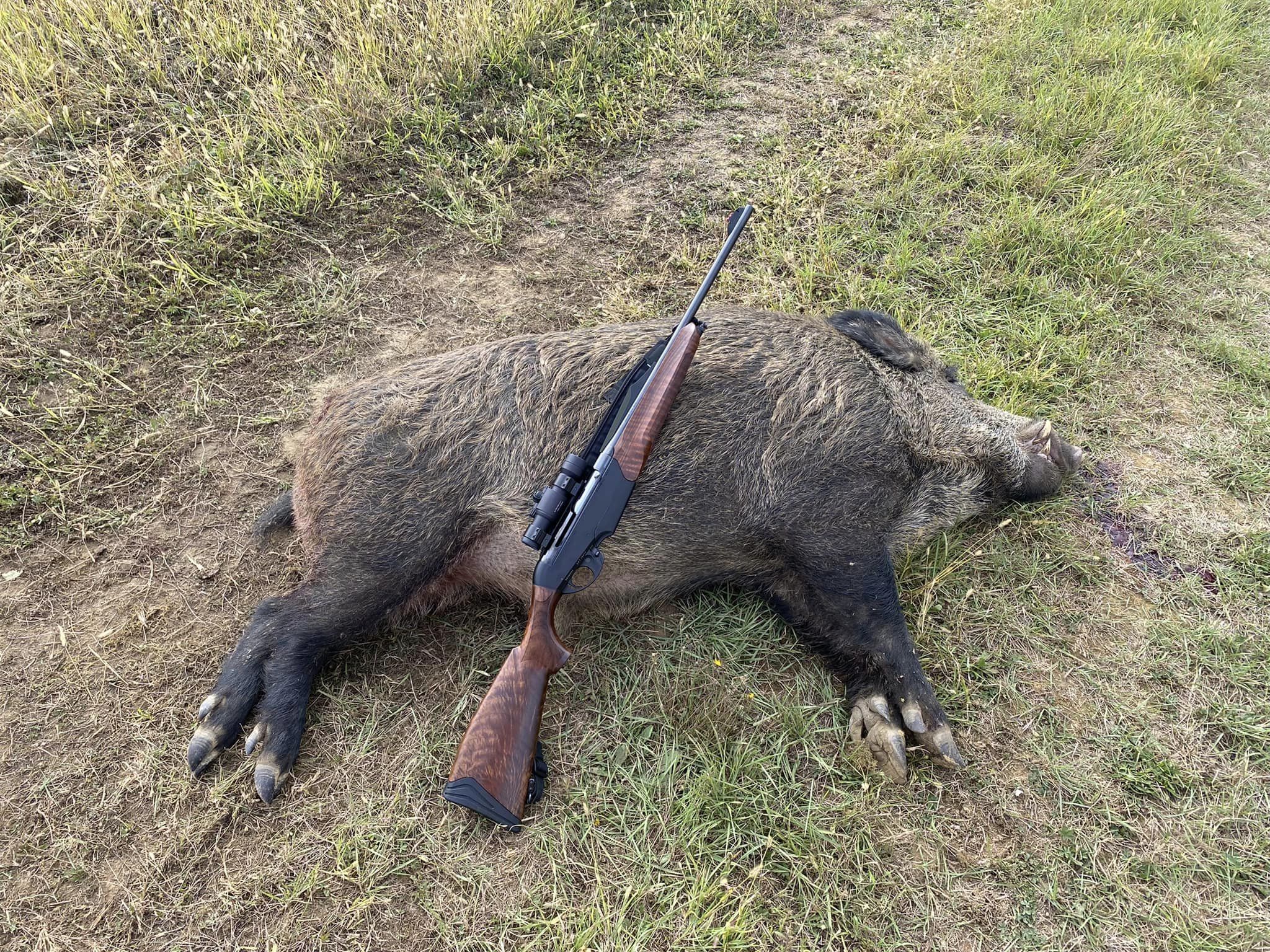 Un sanglier de 148 kilos tiré dans le Gers - Chasse Passion