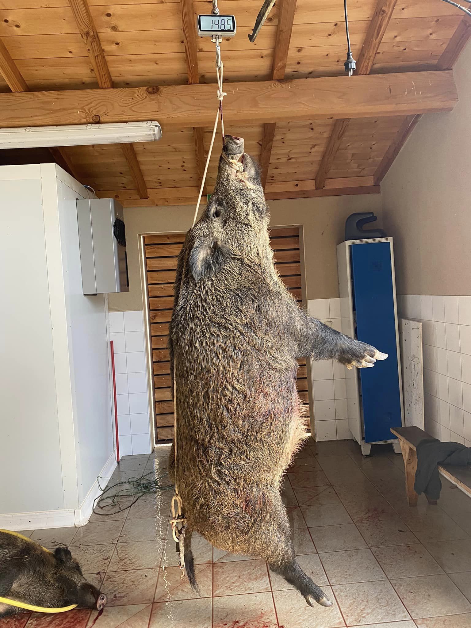 Un sanglier de 148 kilos tiré dans le Gers - Chasse Passion