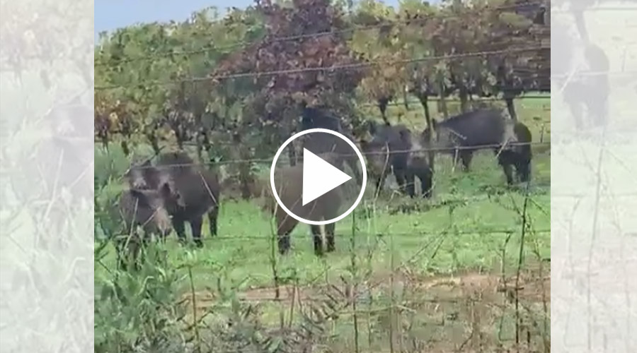 [Vidéo] Des sangliers sautent une clôture et dévorent une vigne