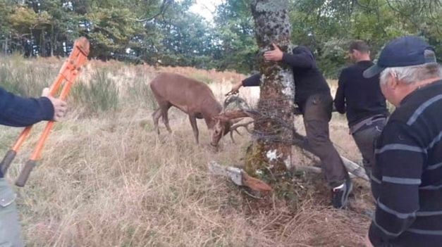 Aveyron : les chasseurs sauvent un cerf