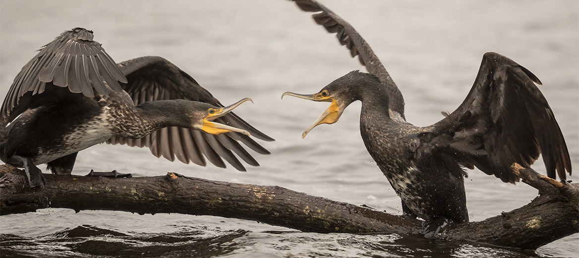 Les cormorans ne peuvent plus être régulés comme avant