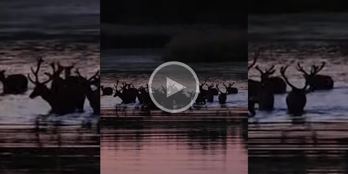 [Vidéo] Une harde de cervidés traverse une étendue d’eau dans la pénombre