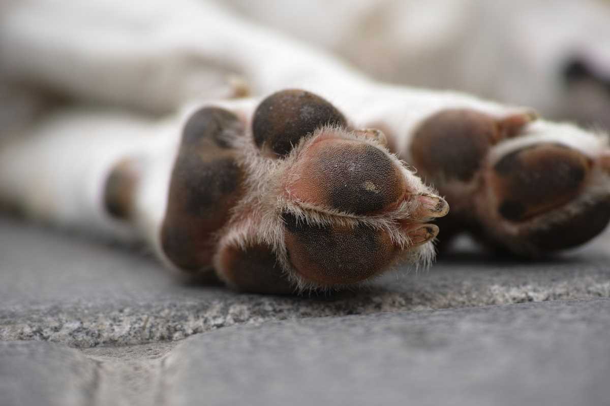 2 chiens de chasse empoisonnés dans leur caisse