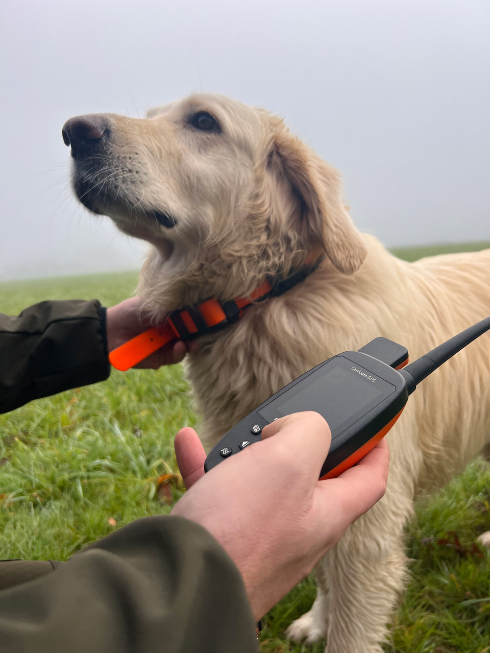 Collier GPS pour chien de chasse : lequel choisir et pourquoi ?