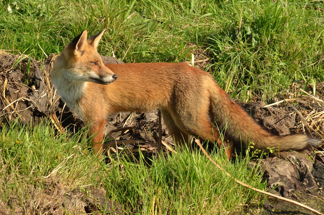 Le renard fait un carnage estimé à 9000€ au parc animalier « Le Potager des Princes » dans l’Oise