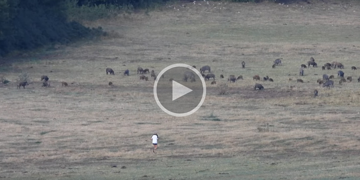 [Vidéo] Un joggeur fait fuir une très grosse compagnie de sangliers