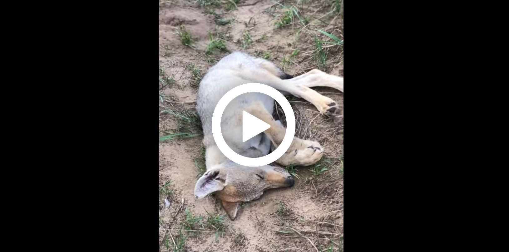 [vidéo] un homme tombe sur un petit loup endormi sur son chemin