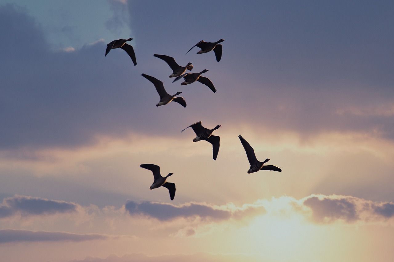 Aérorad : les données des radars ornithologiques sur les migrations accessibles au public
