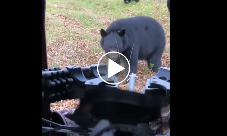 [Vidéo] Un chasseur et son fils confrontés à 3 ours de très (trop) près