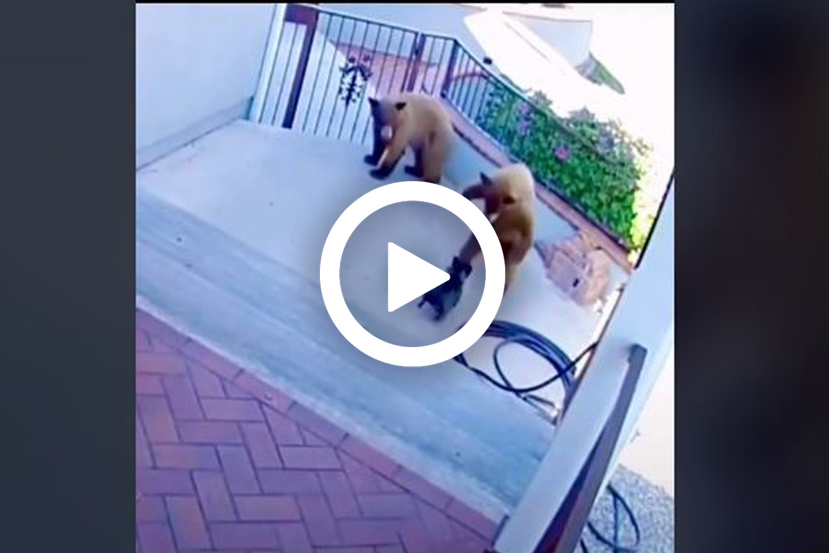 [vidéo] Un chien défend sa maison face à deux ours