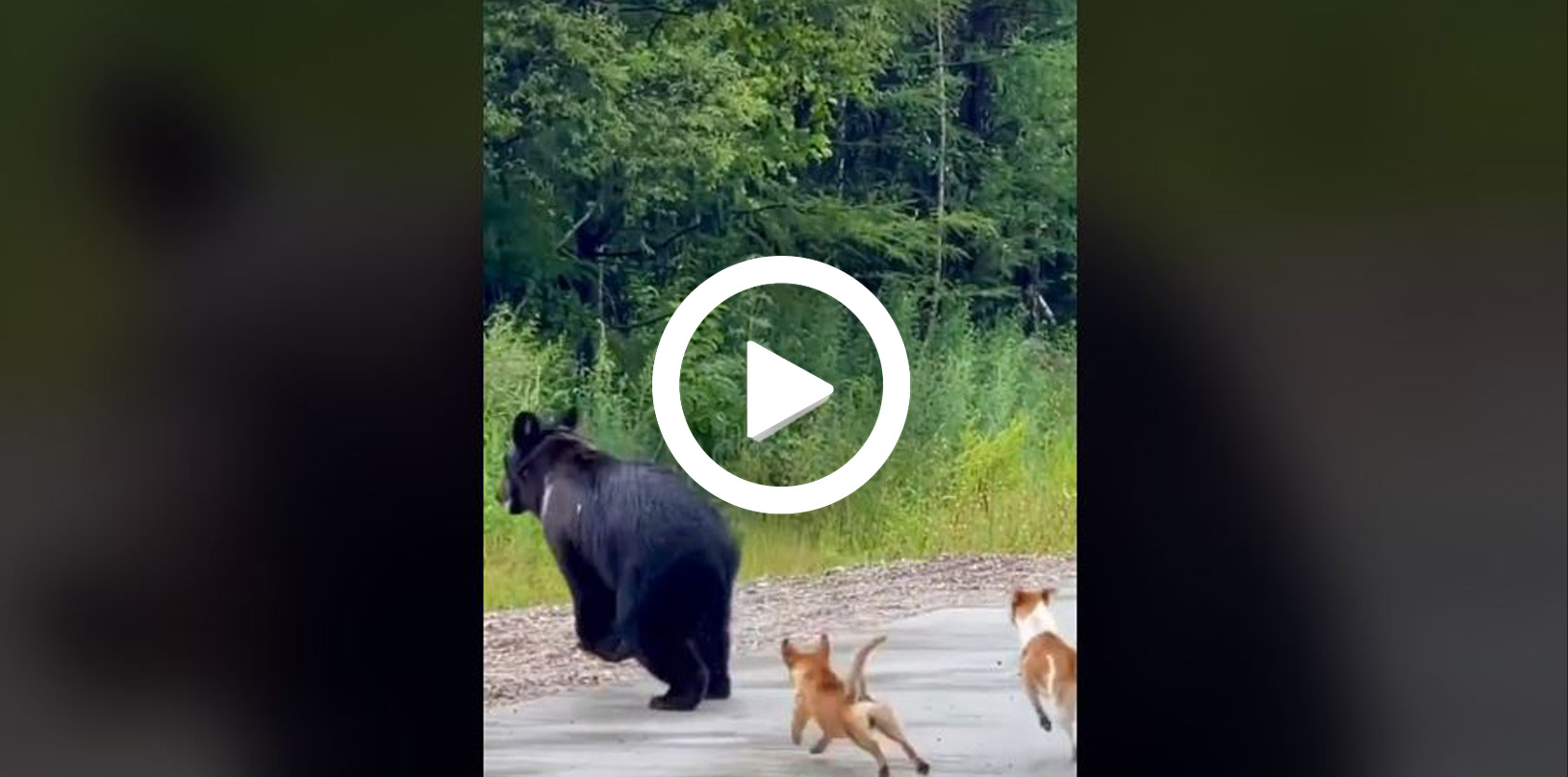 [vidéo] Un ours effrayé par deux petits chiens