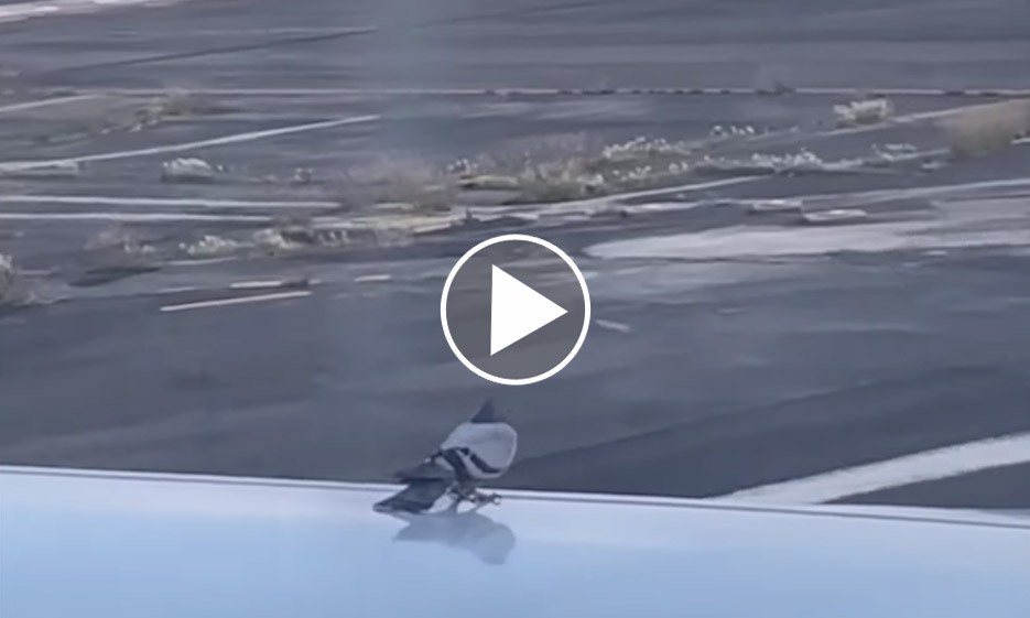 [Vidéo] Un pigeon éjecté d’une aile d’un avion au décollage