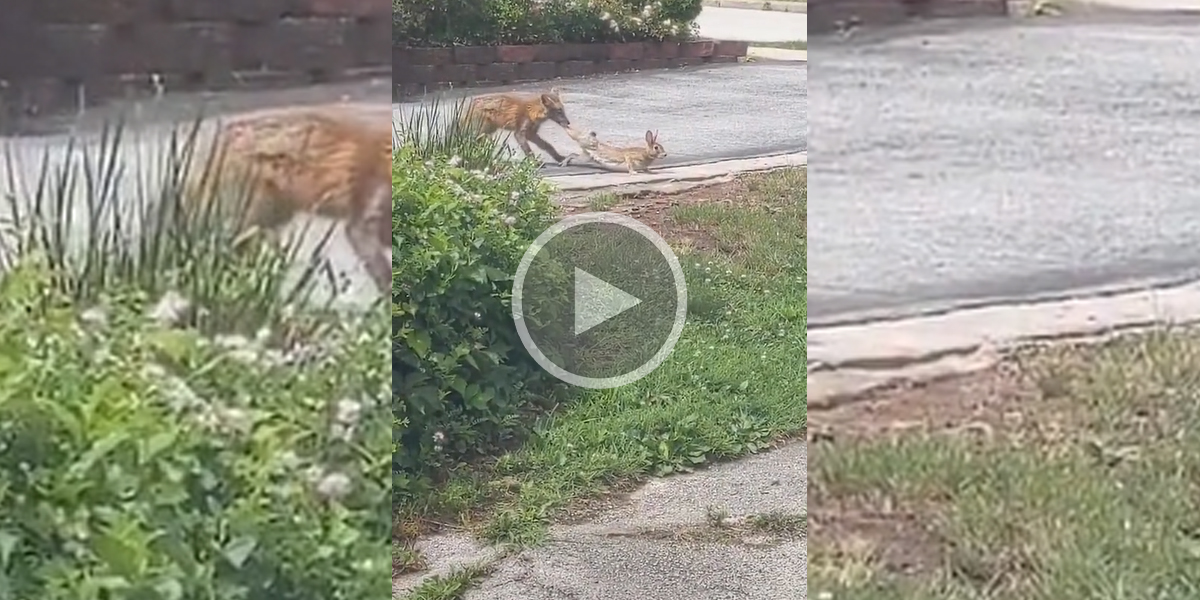 [Vidéo] Un jeune renard attrape un lapin au milieu d’un quartier résidentiel
