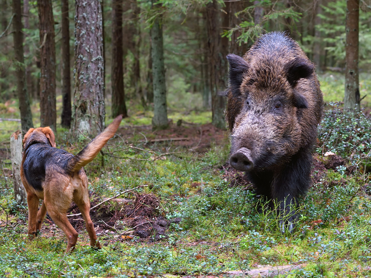 Surpris qu’un sanglier s’attaque à ses chiens, un homme porte plainte contre la société de chasse