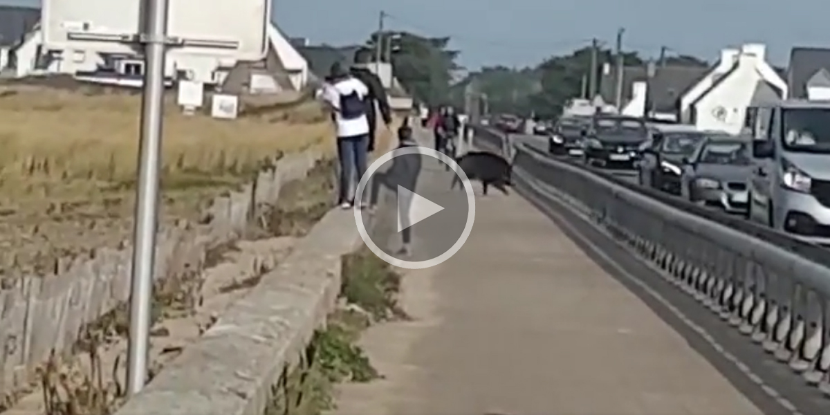[Vidéo] Un sanglier au milieu des promeneurs sur une plage du Morbihan
