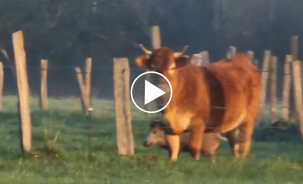 [Vidéo] Un sanglier se camoufle au milieu des vaches