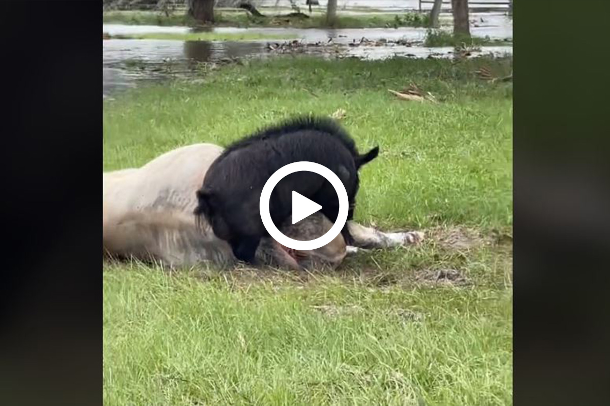 [vidéo] Un sanglier coquin essaye de monter sur une vache endormie