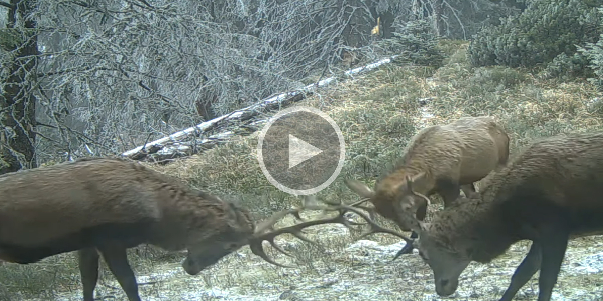 [Vidéo] Trois cerfs décident de se mesurer les uns aux autres