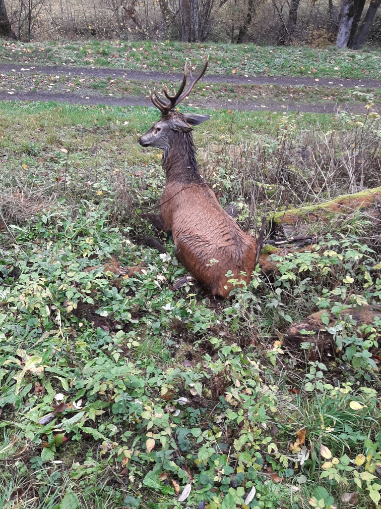 Les chasseurs sauvent un cerf tombé dans un canal dans le Puy-de-Dôme