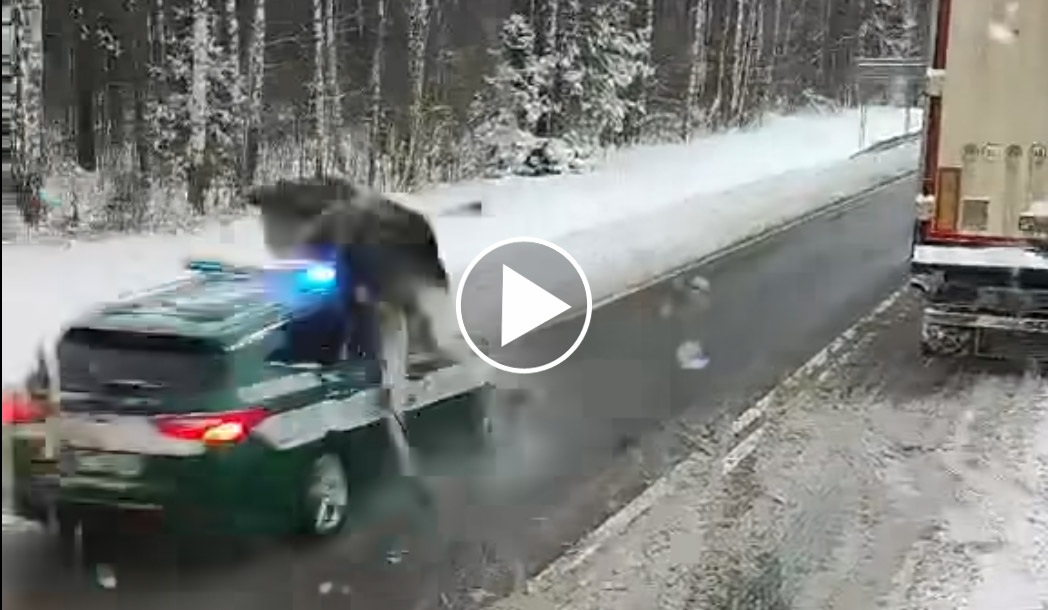 [Vidéo] Un élan percuté de plein fouet par la police