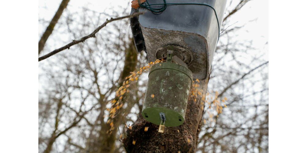 Indre-et-Loire : la préfecture interdit l’agrainage malgré l’avis défavorable de la fédération des chasseurs