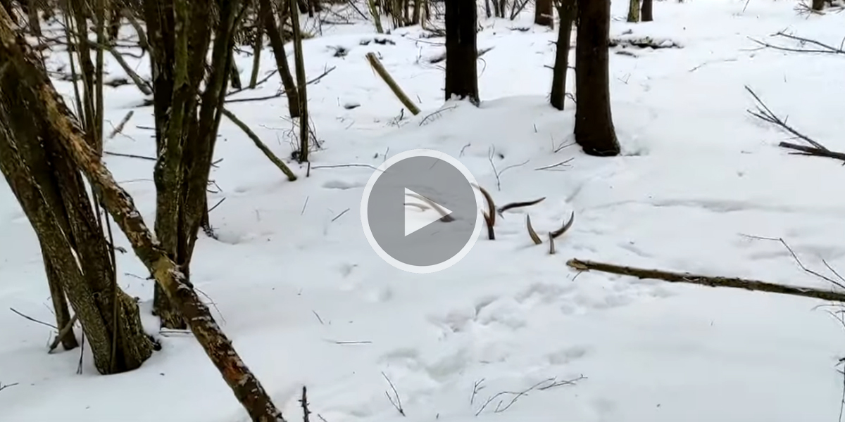 [Vidéo] Une découverte en forêt et dans la neige qui fait plaisir