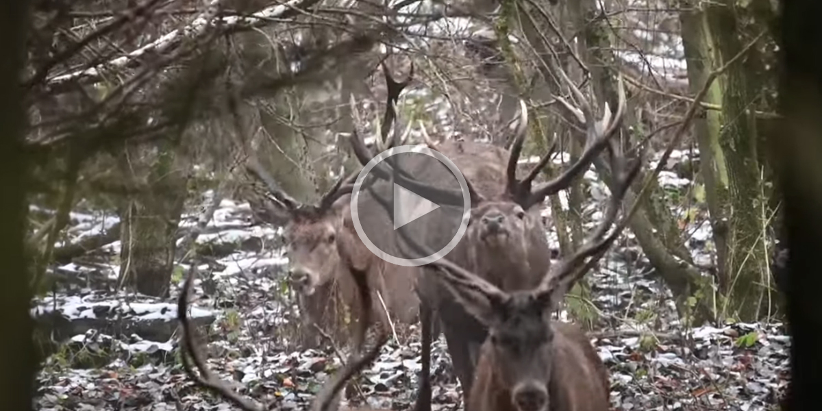 [Vidéo] Un photographe a trouvé la meilleure place pour filmer de magnifiques cerfs