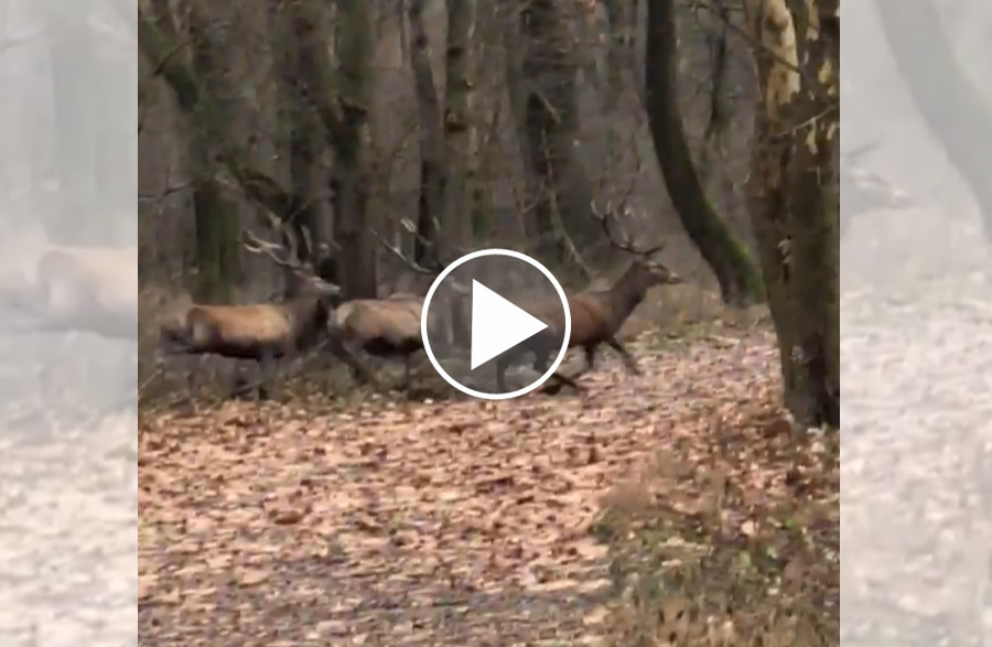 [Vidéo] 6 magnifiques cerfs se jettent à l’eau