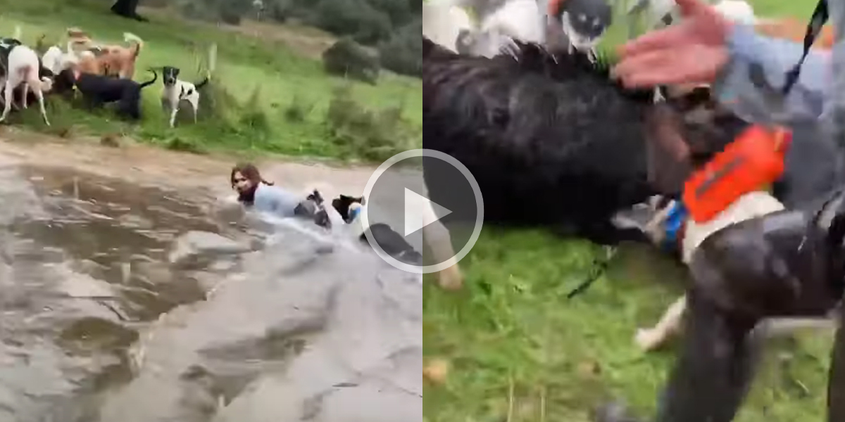 [Vidéo] Une chasseresse tombe à l’eau mais se bat jusqu’au bout pour aller servir un gros sanglier