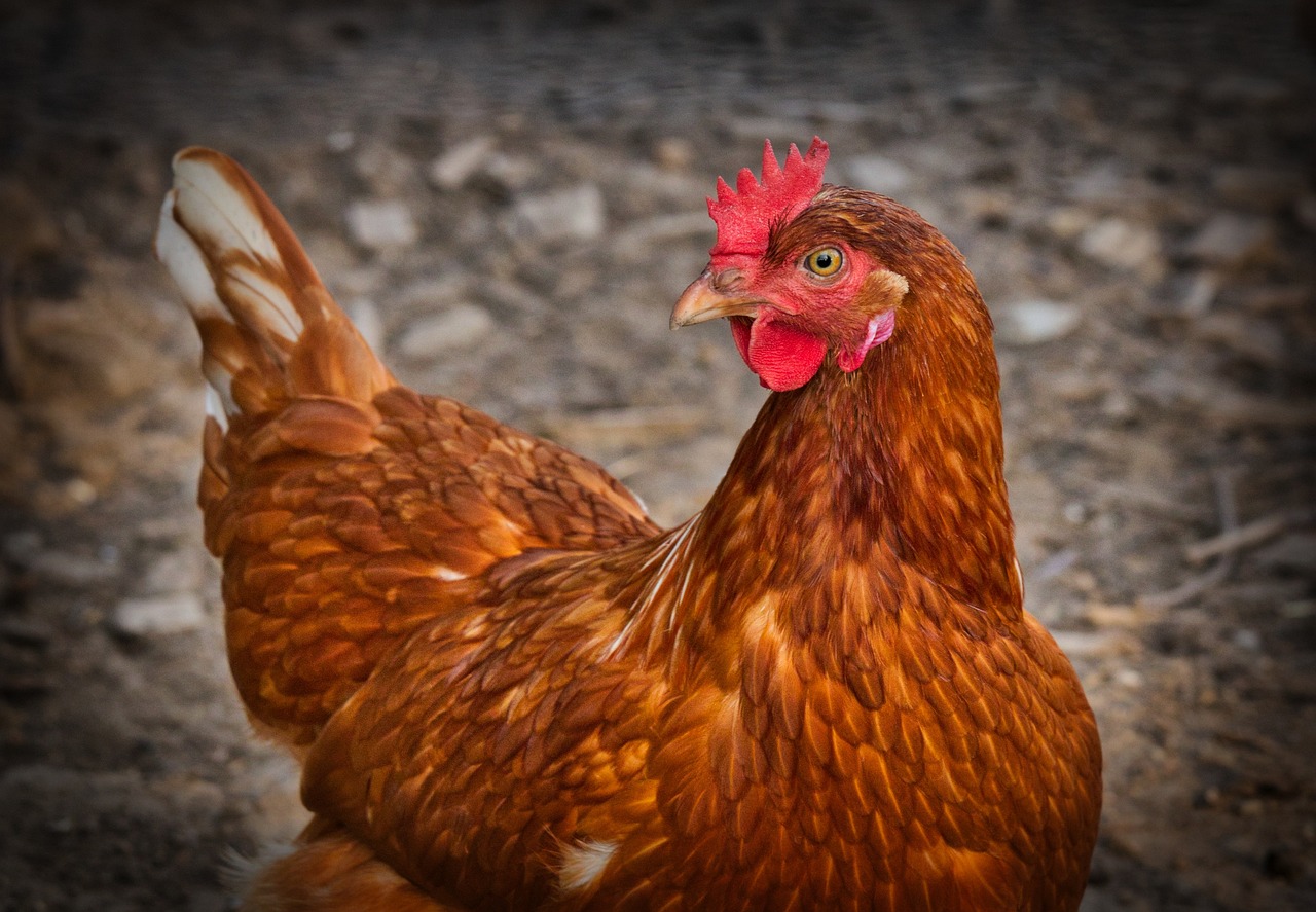 Un foyer de grippe aviaire détecté dans le Rhône, la vigilance est demandée aux éleveurs et aux chasseurs