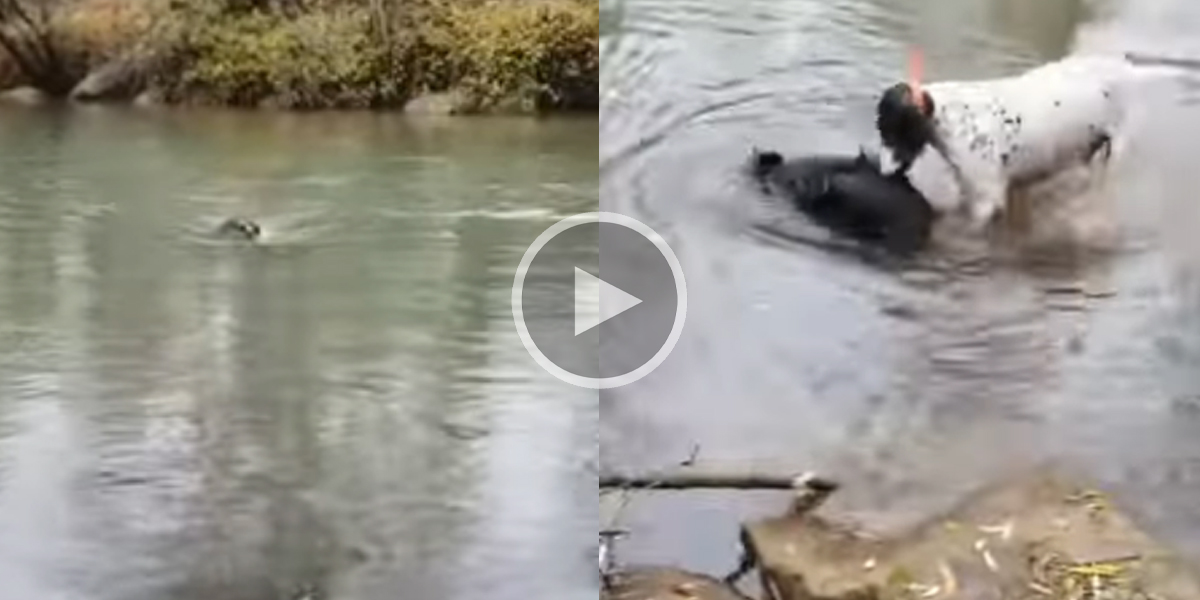 [Vidéo] Un chien de chasse rapporte un sanglier à la nage à travers une étendue d’eau