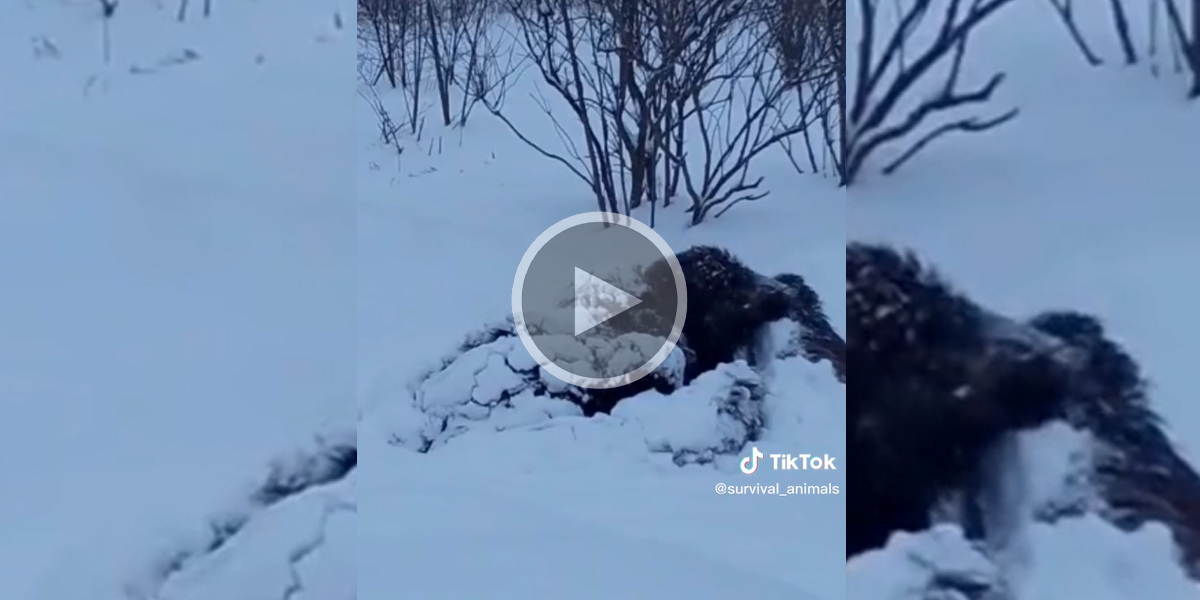 [Vidéo] Comment agissent les sangliers pour se protéger de la neige et du froid?
