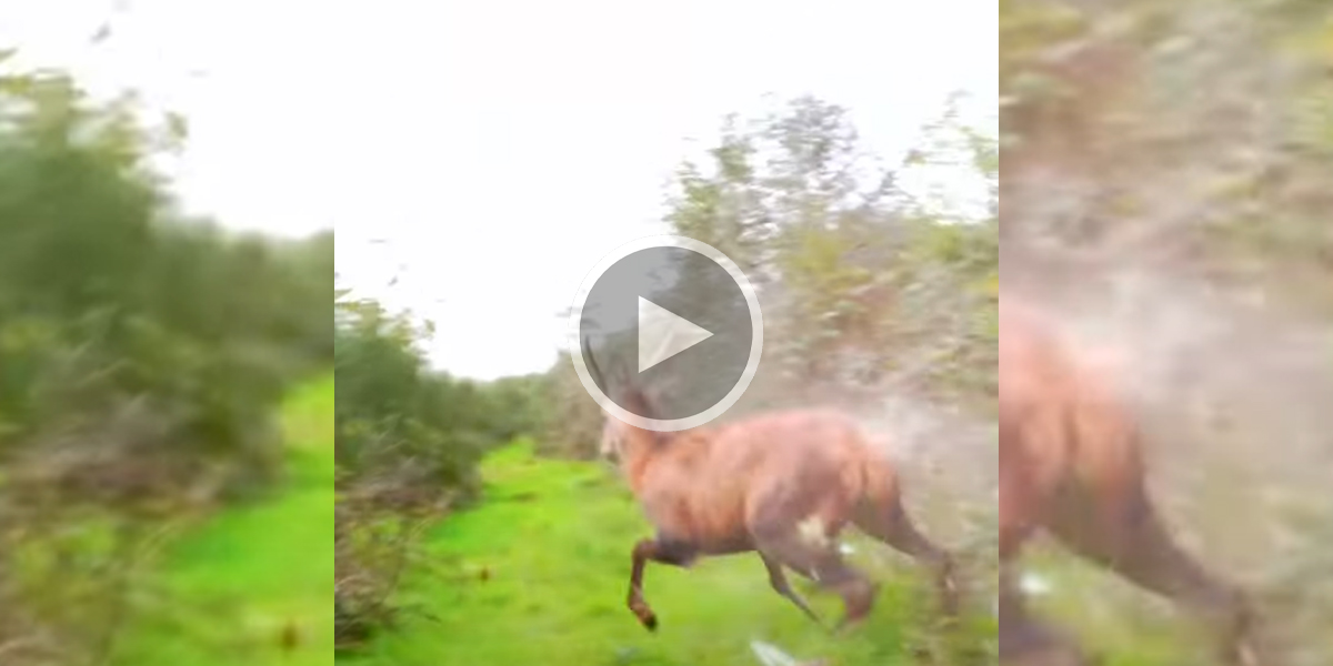 [Vidéo] Un daguet en pleine course se coince dans la végétation