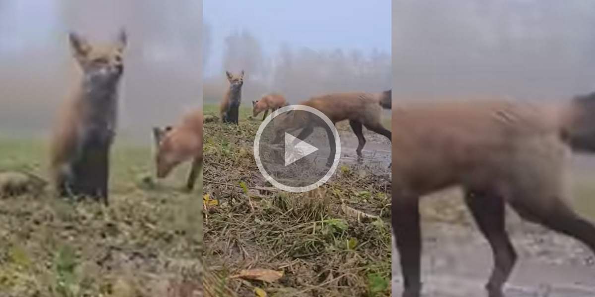 [Vidéo] Trois renards explorent une flaque d’eau et ses alentours